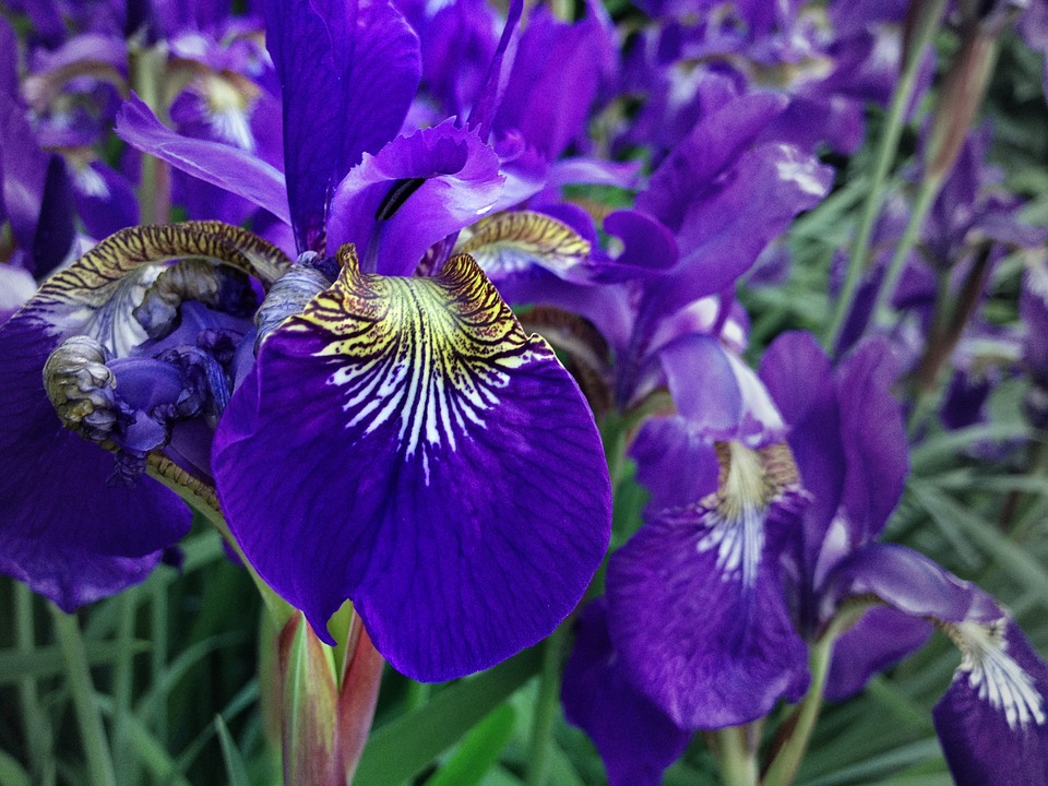 louisiana iris